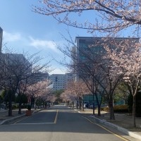 釜慶大学の桜