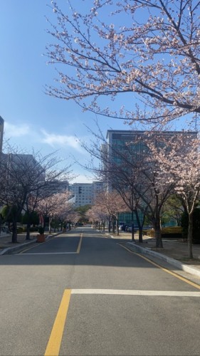 釜慶大学の桜